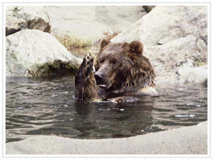 Kodiak Bear, Bronx Zoo